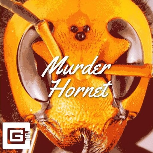 Murder Hornet Lyrics CG5 | 2020 Song
